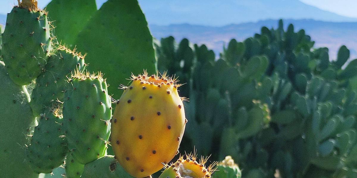 DOP e Bio, doppia certificazione per il Ficodindia dell’Etna Barbera